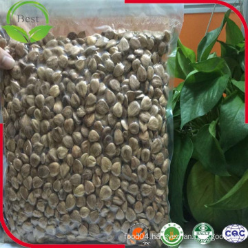 China Cheap Dried Bitter Apricot Kernels Price